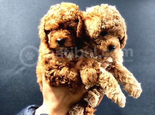 Red Brown Toy Poodle Bebekler görsel