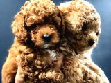Red Brown Toy Poodle Bebekler