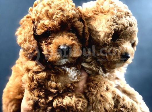Red Brown Toy Poodle Bebekler görsel