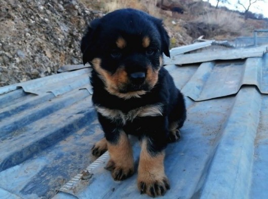Rottweiler görsel