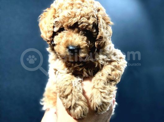 Red Brown Toy Poodle Bebekler görsel