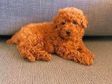 Her Hafta Güncellenen Muhteşem Güzellikte Safkan Toy Poodle