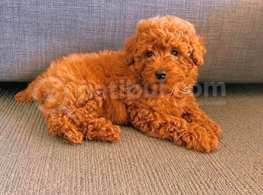 Her Hafta Güncellenen Muhteşem Güzellikte Safkan Toy Poodle görsel