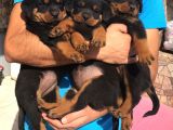 Rottweiler