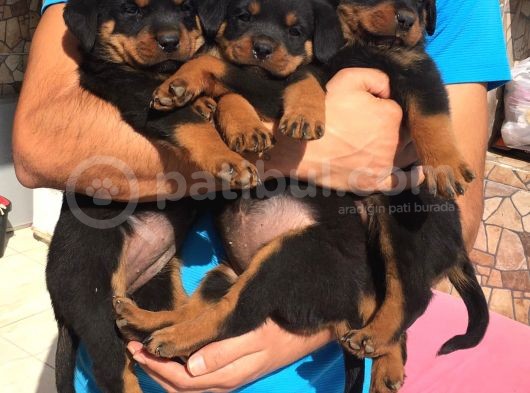 Rottweiler görsel