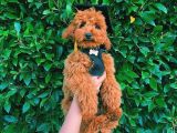 Oyuncu Zeki Muhteşem Güzellikte Safkan Toy Poodle Yavrular