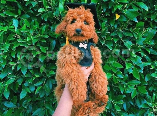 Oyuncu Zeki Muhteşem Güzellikte Safkan Toy Poodle Yavrular görsel