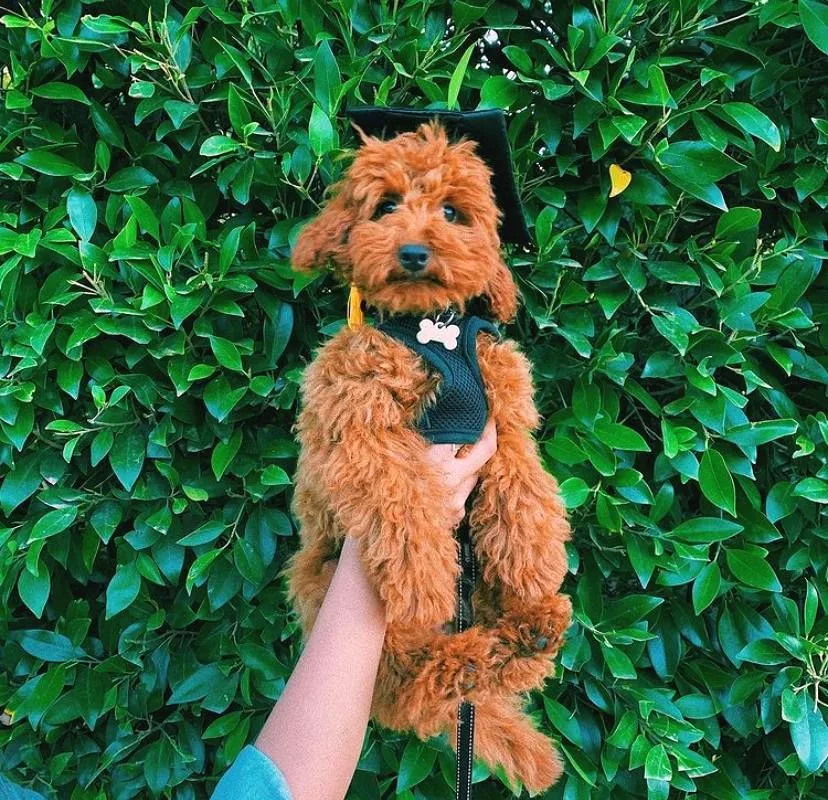 Oyuncu Zeki Muhteşem Güzellikte Safkan Toy Poodle Yavrular