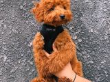 Oyuncu Zeki Muhteşem Güzellikte Safkan Toy Poodle Yavrular