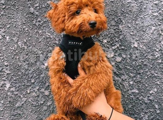 Oyuncu Zeki Muhteşem Güzellikte Safkan Toy Poodle Yavrular görsel