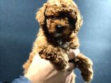 Red Brown Toy Poodle Bebekler