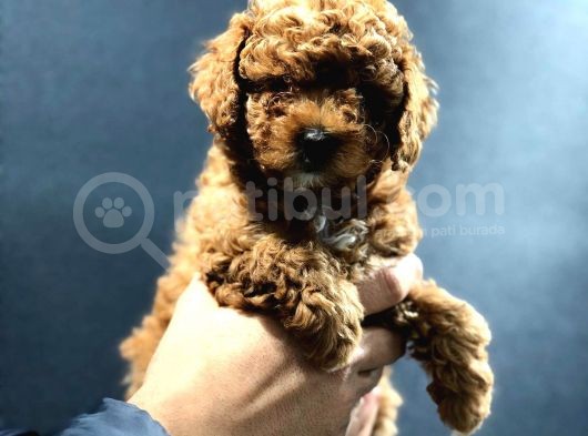 Red Brown Toy Poodle Bebekler görsel