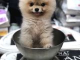 Pomeranian Boo Teacup 800Gr