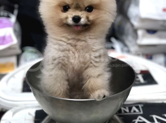 Pomeranian Boo Teacup 800Gr görsel