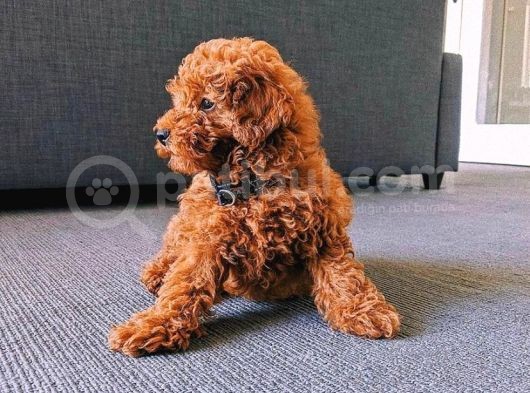 Her Hafta Güncellenen Muhteşem Güzellikte Safkan Toy Poodle görsel