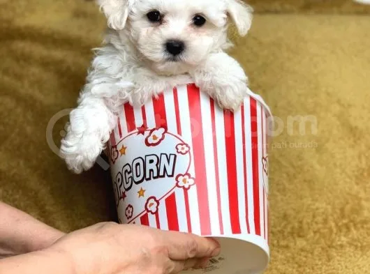 Safkan F1 Kendi Uretimimiz Maltipoo Yavrumuz