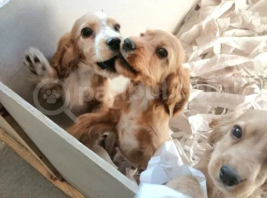 İngiliz Cocker Bebekler