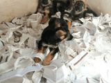 Alman Çoban Köpeği Yavruları