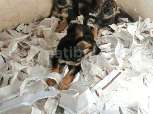 Alman Çoban Köpeği Yavruları görsel