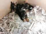 Alman Çoban Köpeği Yavruları