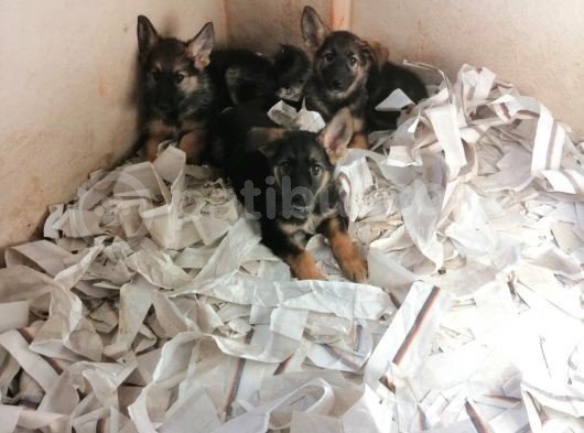 Alman Çoban Köpeği Yavruları görsel
