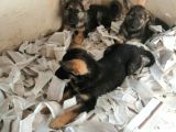 Alman Çoban Köpeği Yavruları