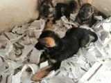 Alman Çoban Köpeği Yavruları