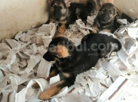 Alman Çoban Köpeği Yavruları