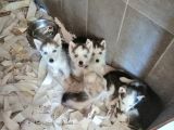 Safkan Husky Yavrular