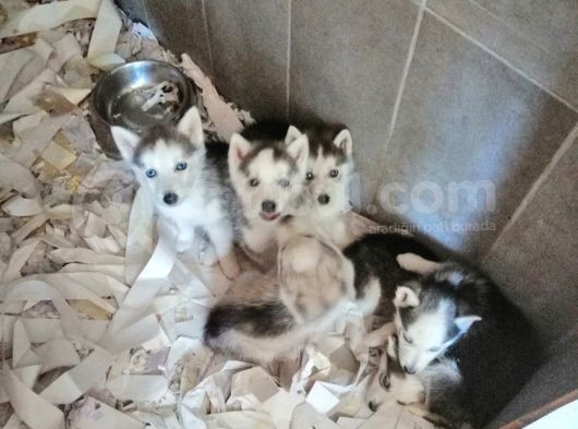 Safkan Husky Yavrular görsel