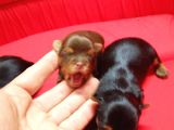 Yorkshire Terrier Irk Derneği Başkanından Yavrular