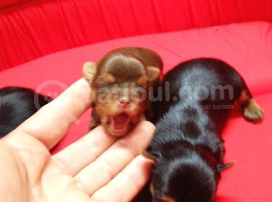 Yorkshire Terrier Irk Derneği Başkanından Yavrular görsel