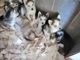 Safkan Husky Yavrular