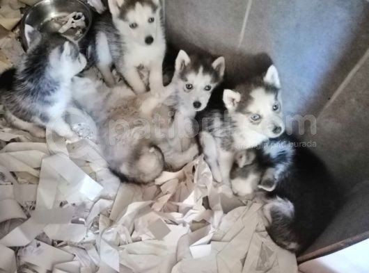 Safkan Husky Yavrular görsel