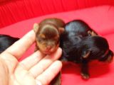 Yorkshire Terrier Irk Derneği Başkanından Yavrular