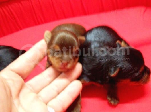 Yorkshire Terrier Irk Derneği Başkanından Yavrular görsel