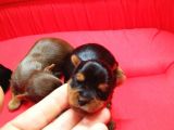 Yorkshire Terrier Irk Derneği Başkanından Yavrular