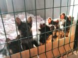 Alman Çoban Köpeği Yavruları