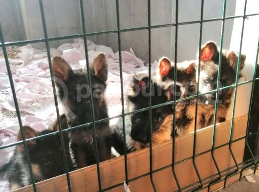 Alman Çoban Köpeği Yavruları görsel