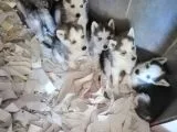 Safkan Husky Yavrular