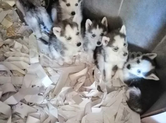 Safkan Husky Yavrular