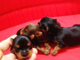 Yorkshire Terrier Irk Derneği Başkanından Yavrular