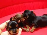 Yorkshire Terrier Irk Derneği Başkanından Yavrular