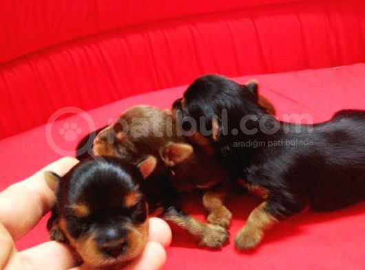 Yorkshire Terrier Irk Derneği Başkanından Yavrular görsel