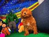 En Iyi Kalıte Tcup Red Toy Poodle  Yavrularımız