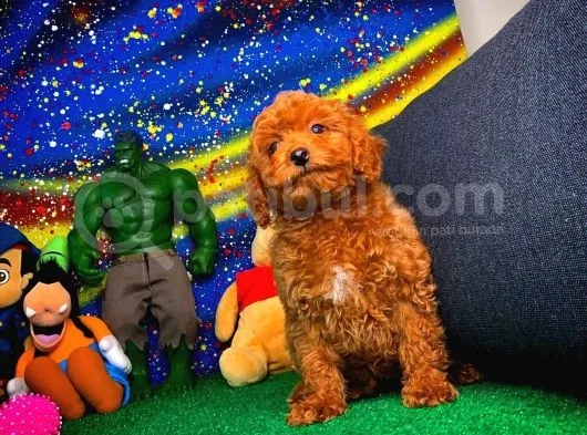 En Iyi Kalıte Tcup Red Toy Poodle  Yavrularımız