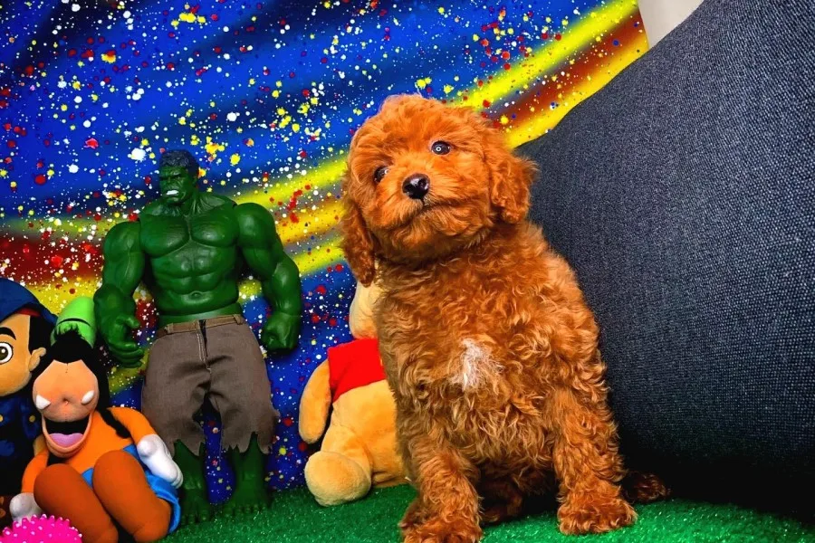 En Iyi Kalıte Tcup Red Toy Poodle  Yavrularımız
