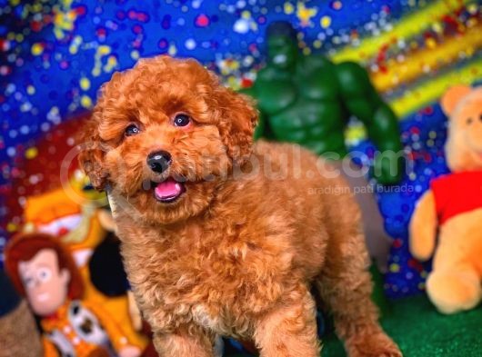 En Iyi Kalıte Tcup Red Toy Poodle  Yavrularımız görsel