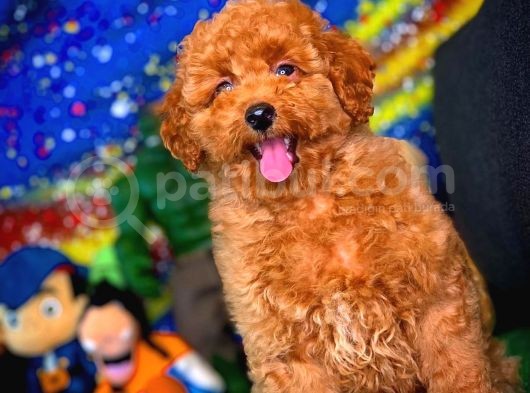 En Iyi Kalıte Tcup Red Toy Poodle  Yavrularımız görsel