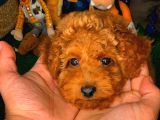 En Iyi Kalıte Tcup Red Toy Poodle Yavrularımız